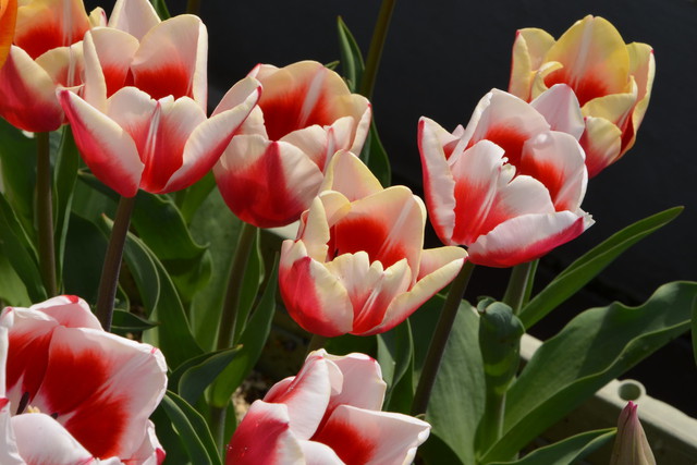 tulip02_06.jpg